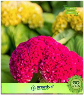 Flower Seed For Rainy Season : Celosia Cockscomb - Red Yellow Orange Gold Pink Premium Kitchen Garden Plant Seeds