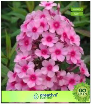 Flower Seed And Plants Combo : Phlox Beauty Mix Flower Seeds Premium Kitchen Garden Plant Seeds