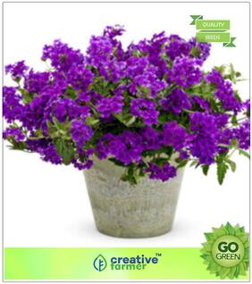 Flower Seed All Season : Verbena Hybrid Blue Color Premium Kitchen Garden Plant Seeds