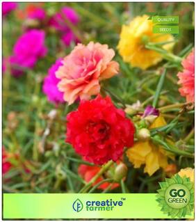 Flower Seed For Winter : Time Flower - Succulents Premium Kitchen Garden Plant Seeds