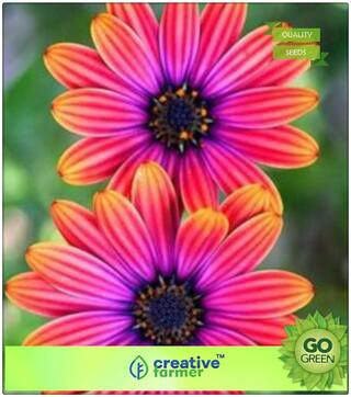 Flower Seeds Mixed Colour : Blue Eyed Daisy - Arctotis Grandis Premium Kitchen Garden Plant Seeds