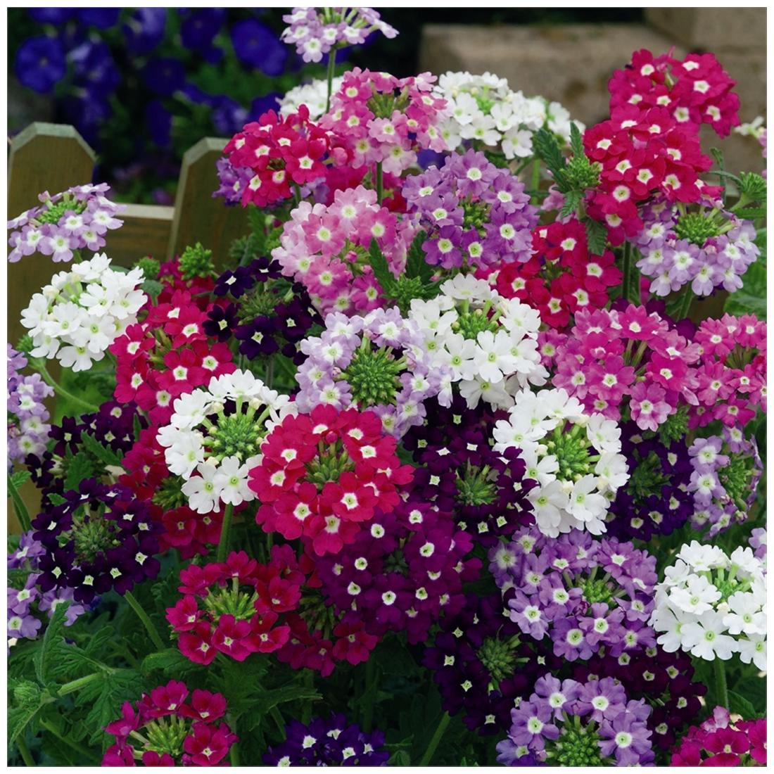 https://assetscdn1.paytm.com/images/catalog/product/H/HO/HOMFLOWER-SEEDSCREA887471049FF74/1563033748046_1..jpg