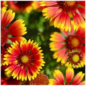 Flower Seeds : Gaillardia Pulchella Seeds Winter Flowers Beauty Color Flower Seeds Garden [Home Garden Seeds Eco Pack] Plant Seeds By Creative Farmer