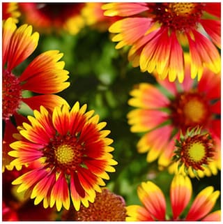 Flower Seeds : Gaillardia Pulchella Seeds Winter Flowers Beauty Color Flower Seeds Garden [Home Garden Seeds Eco Pack] Plant Seeds By Creative Farmer