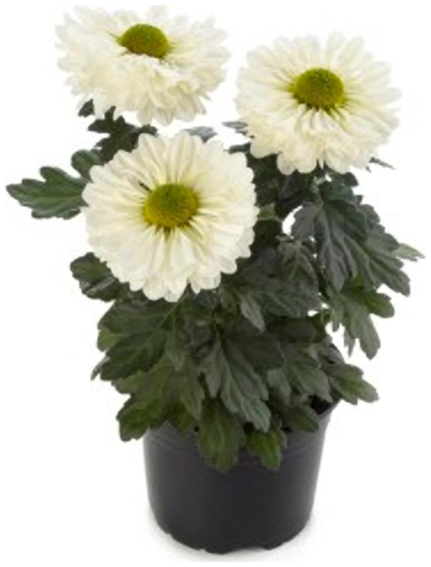 https://assetscdn1.paytm.com/images/catalog/product/H/HO/HOMFLOWER-SEEDSCREA887471062B741/1563033439294_1..jpg