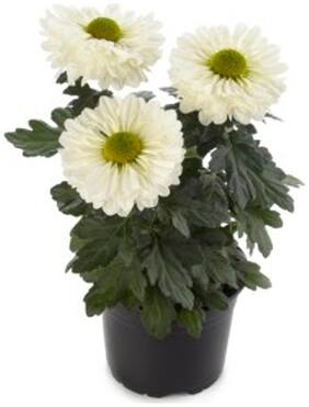 Flower Seeds : Javandi Chrysanthemum White Flower Seeds For Summer Garden [Home Garden Seeds Eco Pack] Plant Seeds By Creative Farmer