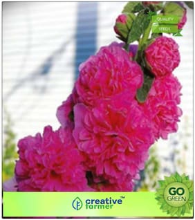 Flower Seeds For Rainy Season : Hollyhocks Mixed Premium Kitchen Garden Plant Seeds