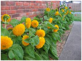Flower Seeds : Sunflower Teddy Bear (Helianthus) Flower Seed For Home Flower Seeds For Autumn Sowing Garden [Home Garden Seeds Eco Pack] Plant Seeds By Creative Farmer