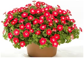 Flower Seeds : Red Petunia White Star Hanging Basket Seeds For Kitchen Garden Plants Seeds For Mini Pots Garden [Home Garden Seeds Eco Pack] Plant Seeds By Creative Farmer