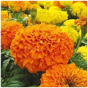 Flower Seeds : Marigold F2 Hybrid;Dwarf Plant Big Flower Seeds - Kitchen Garden Pack by Creative Farmer