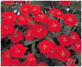 Flower Seeds : Dianthus-Scarlet Red Mix Plants Seeds For Mini Pots Garden [Home Garden Seeds Eco Pack] Plant Seeds By Creative Farmer