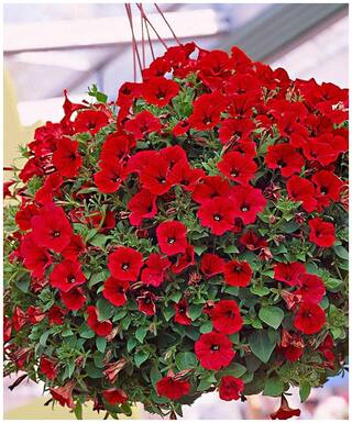 Flower Seeds : Red Petunia Hybrid Seeds Plants Seeds Air Purifying Garden [Home Garden Seeds Eco Pack] Plant Seeds By Creative Farmer
