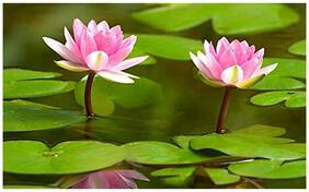 Flower Seeds : Lotus Flower Seeds Nelumbo Nucifera For Pots Seeds For Small Pot 15 Seeds- Winter Season Flower Plant Seeds Garden [Home Garden Seeds Eco Pack] Plant Seeds By Creative Farmer