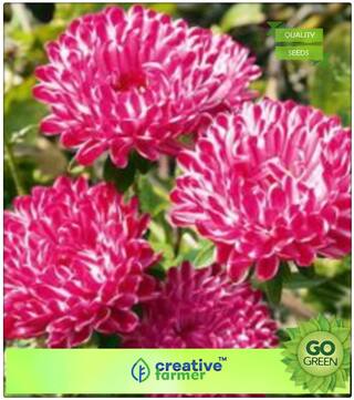 Flower Seeds For All Season India : Aster Pomponent Formula Voilet Mix Premium Kitchen Garden Plant Seeds