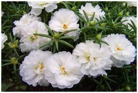 Flower Seeds : Moss Rose Flower Seeds Terrace Gardening Garden [Home Garden Seeds Eco Pack] Plant Seeds By Creative Farmer