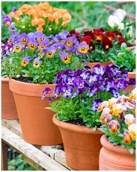Flower Seeds : Pansy Flower Seeds Gaint Seeds For Terrace Garden Best Flower Seeds Garden [Home Garden Seeds Eco Pack] Plant Seeds By Creative Farmer