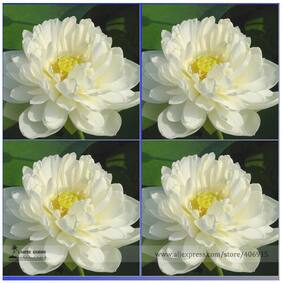 Flower Seeds : White Lotus Seeds Hybrid 15 Seeds- Plants Seeds Air Purifying Garden [Home Garden Seeds Eco Pack] Plant Seeds By Creative Farmer