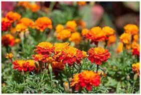 Flower Seeds French Marigold Sparky Mixed Colors Flower Seeds For Home Garden-100 Seeds by Creative Farmer