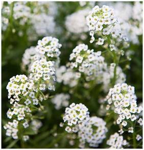 Flower Seeds : Sweet Alison Live Plant Seeds Garden [Home Garden Seeds Eco Pack] Plant Seeds By Creative Farmer