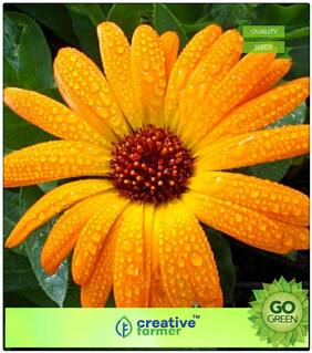 Flower Seeds Rainy Season : Orange Pot Marigold (Dwarf) Premium Kitchen Garden Plant Seeds