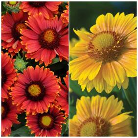 Flower Seeds : Blanket Flower Seeds For Garden Plants - Garden Flower Seeds Pack by Creative Farmer