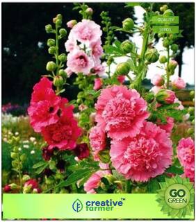 Flower Seeds For Summer Season : Hollyhock Malva Premium Kitchen Garden Plant Seeds