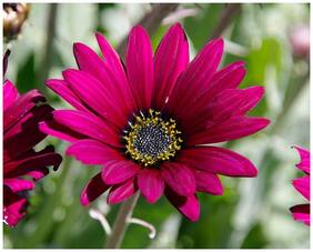 Flower Seeds : Arctotis Grandis Plant Seeds Garden [Home Garden Seeds Eco Pack] Plant Seeds By Creative Farmer