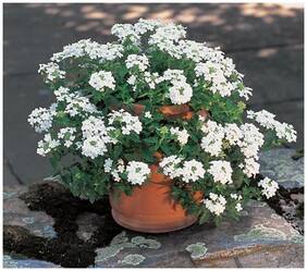 Flower Seeds : Tears Of Isis Hanging Basket White Seeds Online Garden [Home Garden Seeds Eco Pack] Plant Seeds By Creative Farmer