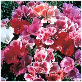 Flower Seeds : Godetia Azalea-Like Blooms Garden Farm Garden [Home Garden Seeds Eco Pack] Plant Seeds By Creative Farmer