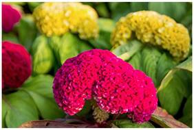 Flower Seeds : Celosia Cockscomb Red Yellow Orange Gold Pink Flower Seed For Home Seeds For Garden Garden [Home Garden Seeds Eco Pack] Plant Seeds By Creative Farmer