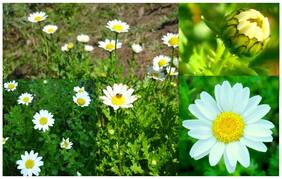 Flower Seeds : Chrysanths White Flower Seeds Semi Indoor Suitable Garden [Home Garden Seeds Eco Pack] Plant Seeds By Creative Farmer