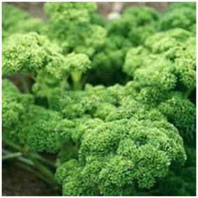 Flower Seeds : Curled Kitchen Kale Flower Seeds - Kitchen Garden Pack by Creative Farmer