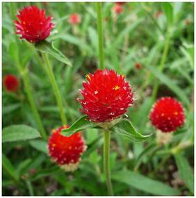 Flower Seeds : Gul-E-Makhmal Hybrid Seeds Flower Seeds For Decoration Garden [Home Garden Seeds Eco Pack] Plant Seeds By Creative Farmer