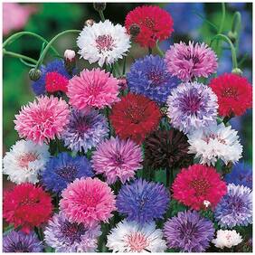 Flower Seeds : Corn Flower- Frosty Mixed Terrace Garden Flower Flower Seeds For Winter Garden [Home Garden Seeds Eco Pack] Plant Seeds By Creative Farmer