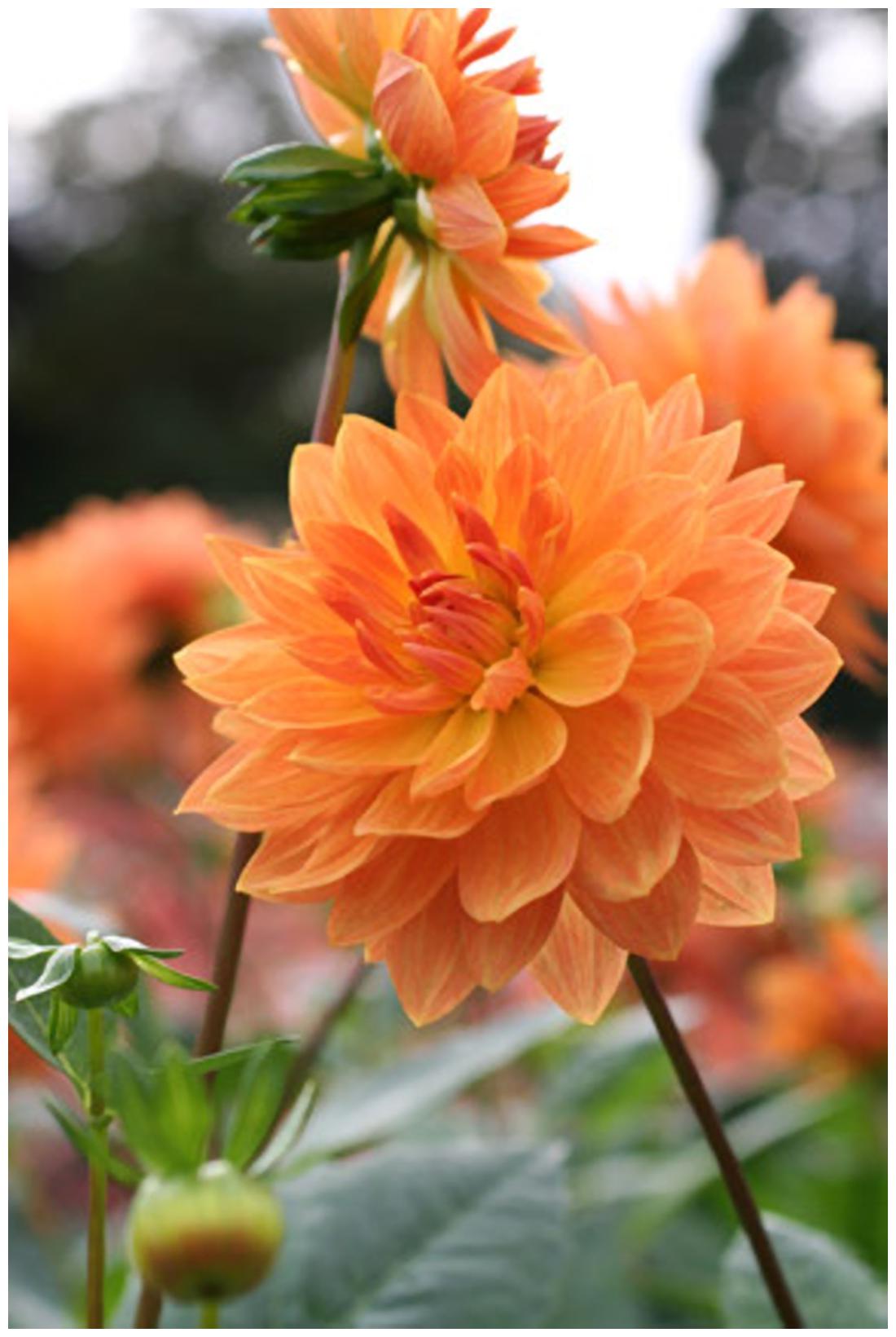 https://assetscdn1.paytm.com/images/catalog/product/H/HO/HOMFLOWER-SEEDSCREA88747204AE5A1/1563033220228_1..jpg