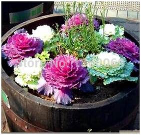 Flower Seeds : Ornamental Kale White Mixed Suitable For Terrace Gardening Grow Bag Garden [Home Garden Seeds Eco Pack] Plant Seeds By Creative Farmer