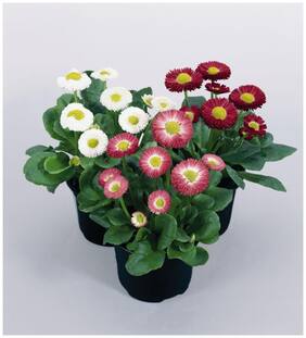 Flower Seeds : Daisy Flower Seeds High Germination Garden [Home Garden Seeds Eco Pack] Plant Seeds By Creative Farmer