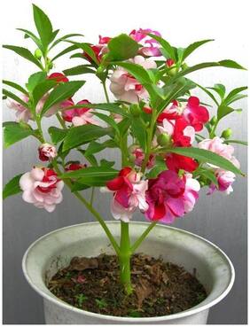 Flower Seeds : Annual Plant Garden Jewelweed Garden Seeds Online Garden [Home Garden Seeds Eco Pack] Plant Seeds By Creative Farmer