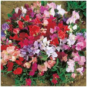 Flower Seeds : Lathyrus Mix Flower Seeds Flower Seeds For Planting Garden [Home Garden Seeds Eco Pack] Plant Seeds By Creative Farmer