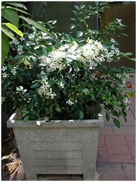 Flower Seeds : Orange Jasmine Seeds - Exotic - 10 Seeds by Creative Farmer