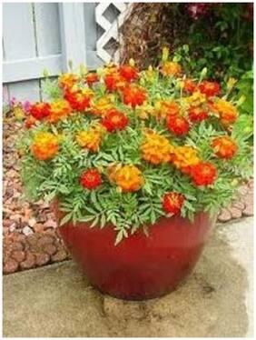Flower Seeds : French Marigold Flower Mixed Variety Flower Seeds For All Season Garden [Home Garden Seeds Eco Pack] Plant Seeds By Creative Farmer
