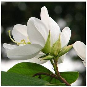 Flower Seeds : Bauhinia Acuminata Dwarf White Orchid Tree For Terrace Gardening Garden [Home Garden Seeds Eco Pack] Plant Seeds By Creative Farmer