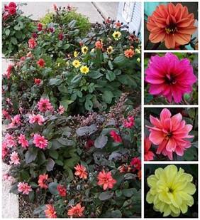 Flower Seeds : Exotic Dalia Seeds Organic Garden [Home Garden Seeds Eco Pack] Plant Seeds By Creative Farmer