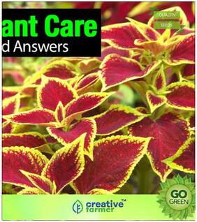 Flower Seeds : Coleus Plants Seeds Winter Season Premium Kitchen Garden Plant Seeds