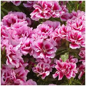 Flower Seeds : Herald-Of-Summer Live Plant Seeds Garden [Home Garden Seeds Eco Pack] Plant Seeds By Creative Farmer