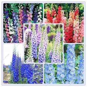 Flower Seeds : Lark?? Claw Flower Seeds Perennial - Garden Flower Seeds Pack by Creative Farmer