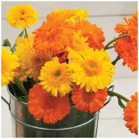 Flower Seeds : Genda Pot Marigold (Dwarf) Plant Garden Seeds Path Hedge Garden Garden [Home Garden Seeds Eco Pack] Plant Seeds By Creative Farmer
