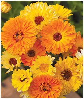 Flower Seeds : Calendula Officinalis Fiesta Gitana Orange Seeds For Terrace Garden Outside Sitting Room Garden [Home Garden Seeds Eco Pack] Plant Seeds By Creative Farmer