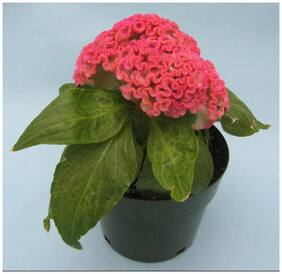 Flower Seeds : Kozhi Poo Mixed Colour Seeds Garden [Home Garden Seeds Eco Pack] Plant Seeds By Creative Farmer