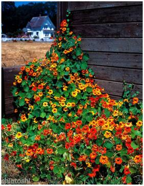 Flower Seeds : Nasturtium Variegated Super Mixed Seeds Winter Flowers Annuals Garden [Home Garden Seeds Eco Pack] Plant Seeds By Creative Farmer
